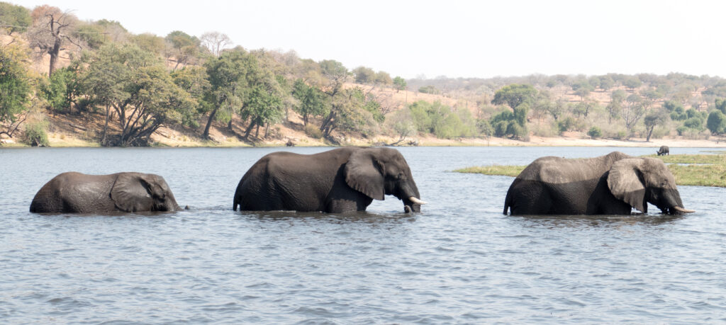 elephants wading river