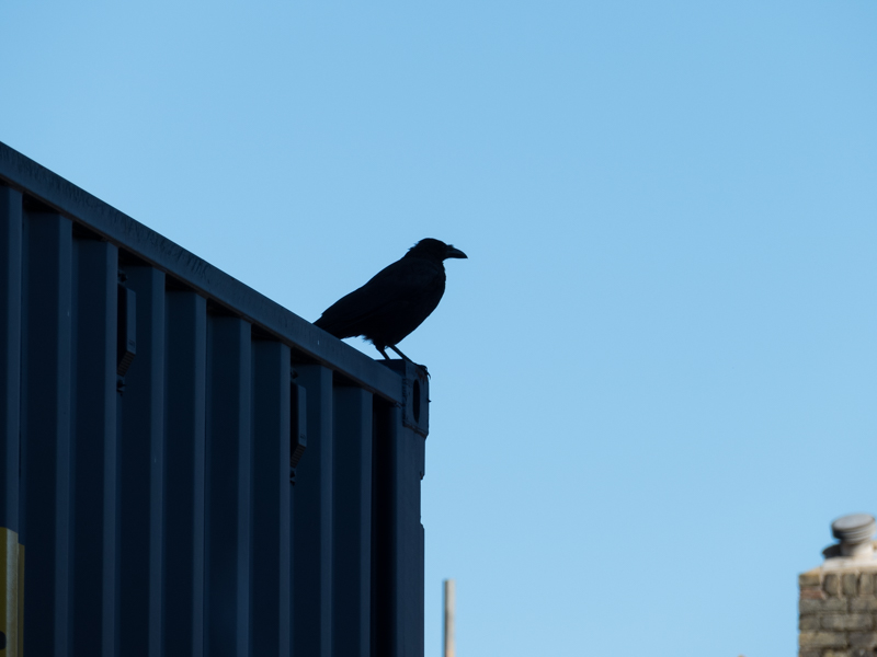Raven watches the regeneration works on Beckenham Place Park stable block