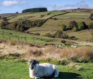 Sheep, Bronte country